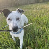 Entry image for Enzo