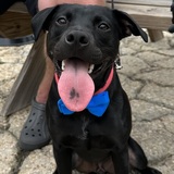 Entry image for Nico