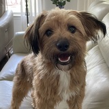 Entry image for Willow 