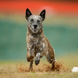 Entry image for Aspen