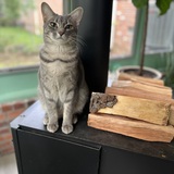 Entry image for Purr