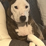 Entry image for Luna