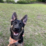 Entry image for Stevie