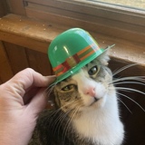 Entry image for Dixon