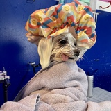 Entry image for Shelby Velcro Pender