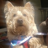 Entry image for Figgy 