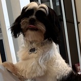 Entry image for Hans Gruber