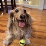 Entry image for Sewee Bocelli