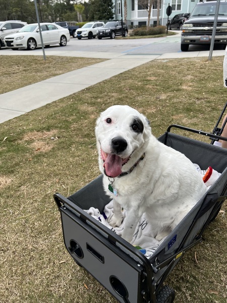 Entry image for Stella. Clicking this image will show a larger photo