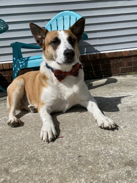 Entry image for Gulliver aka Gully. Clicking this image will show a larger photo