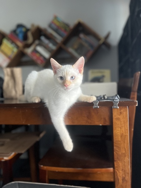 Entry image for Gus. Clicking this image will show a larger photo