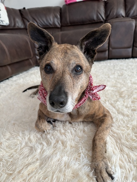 Entry image for Bo. Clicking this image will show a larger photo