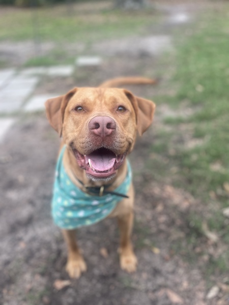 Entry image for Hudson . Clicking this image will show a larger photo