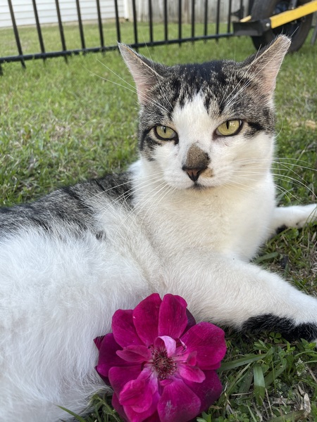 Entry image for Ringo. Clicking this image will show a larger photo