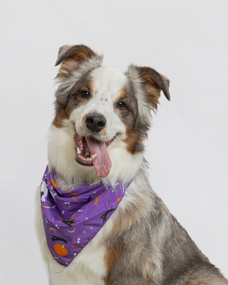 Entry image for Ford. Clicking this image will show a larger photo