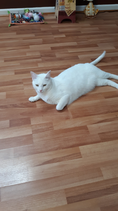 Entry image for Snowjo . Clicking this image will show a larger photo