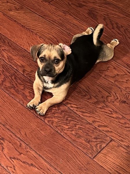 Entry image for Kirby . Clicking this image will show a larger photo