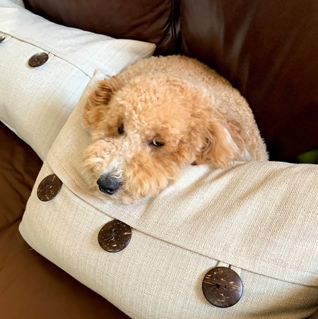 Entry image for Cooper. Clicking this image will show a larger photo