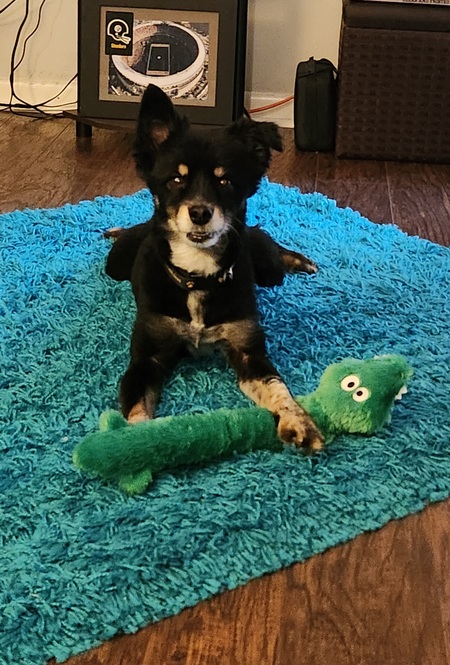 Entry image for Izzy. Clicking this image will show a larger photo