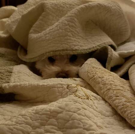 Entry image for Elwood. Clicking this image will show a larger photo