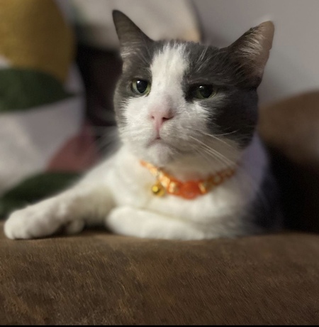 Entry image for John The Cat. Clicking this image will show a larger photo