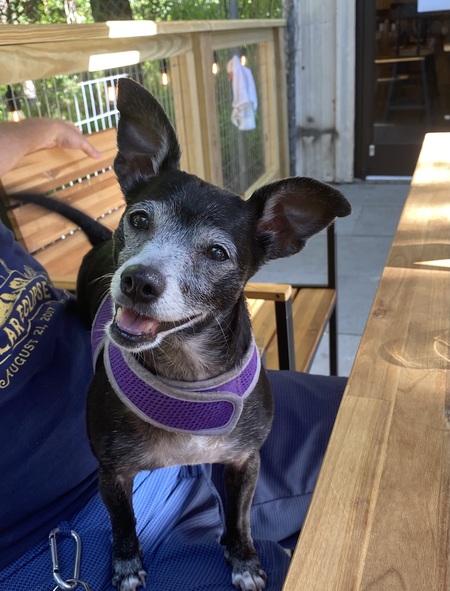 Entry image for Mini. Clicking this image will show a larger photo