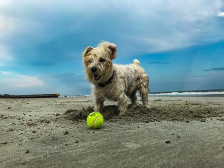 Entry image for Papi. Clicking this image will show a larger photo