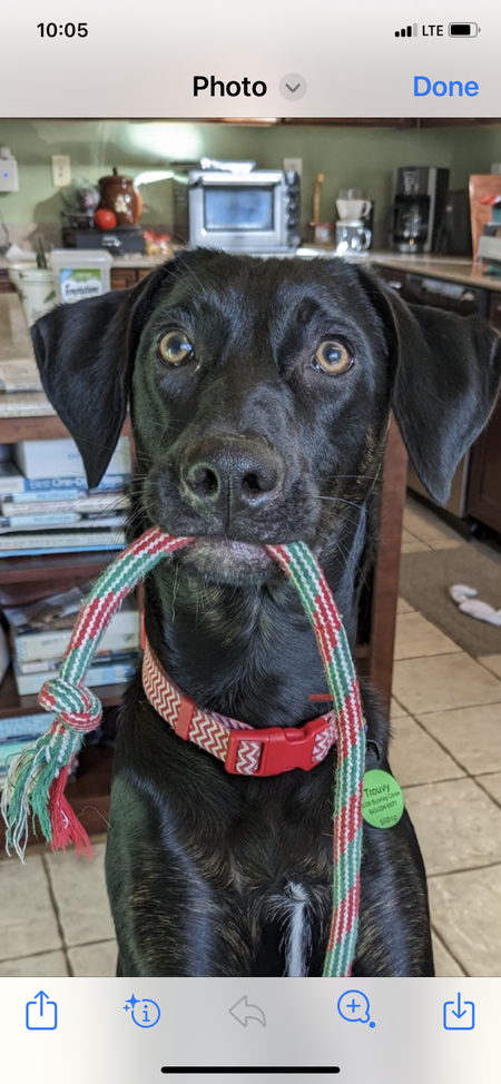 Entry image for Trouvy. Clicking this image will show a larger photo