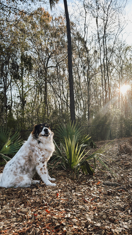 Entry image for Monti. Clicking this image will show a larger photo