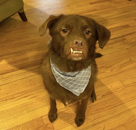 Entry image for Zeke. Clicking this image will show a larger photo