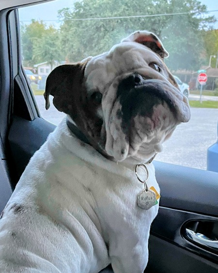 Entry image for Rufus . Clicking this image will show a larger photo