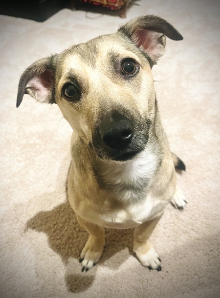 Entry image for Bizzy. Clicking this image will show a larger photo