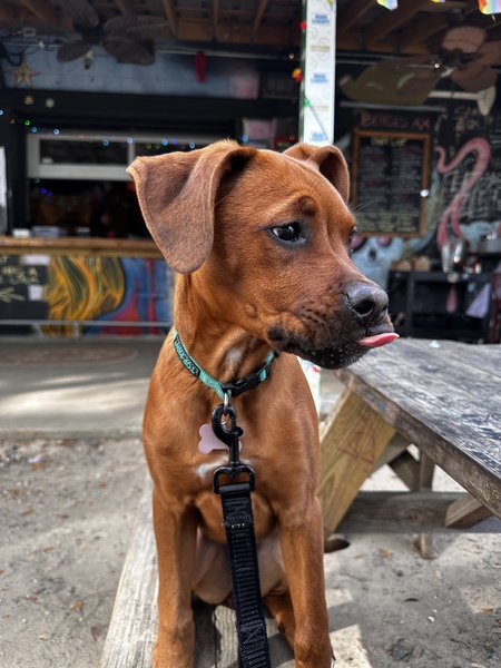 Entry image for Zelda. Clicking this image will show a larger photo