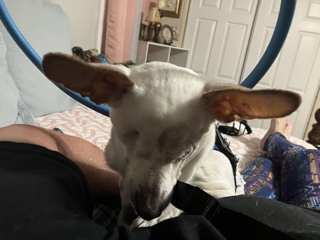 Entry image for Jewel. Clicking this image will show a larger photo