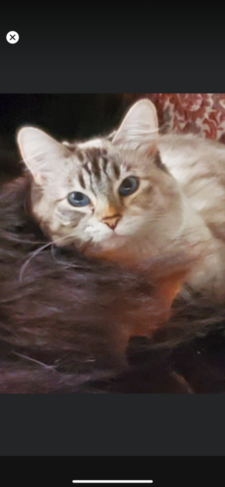 Entry image for Gracie Jane. Clicking this image will show a larger photo