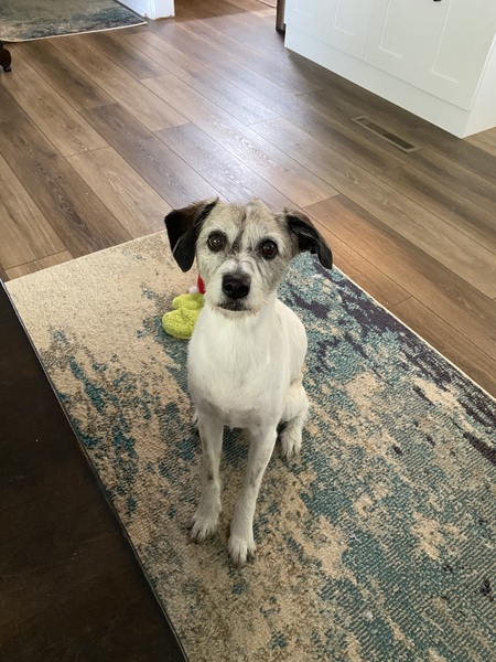 Entry image for Tiger. Clicking this image will show a larger photo