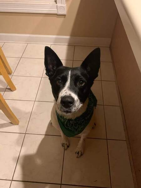 Entry image for Poopah. Clicking this image will show a larger photo