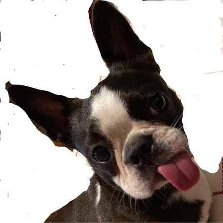 Entry image for Effie. Clicking this image will show a larger photo