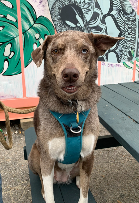 Entry image for Kiki. Clicking this image will show a larger photo