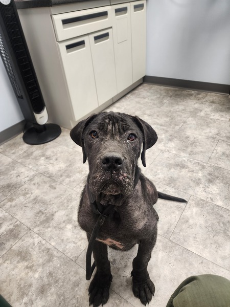 Entry image for Akasha. Clicking this image will show a larger photo