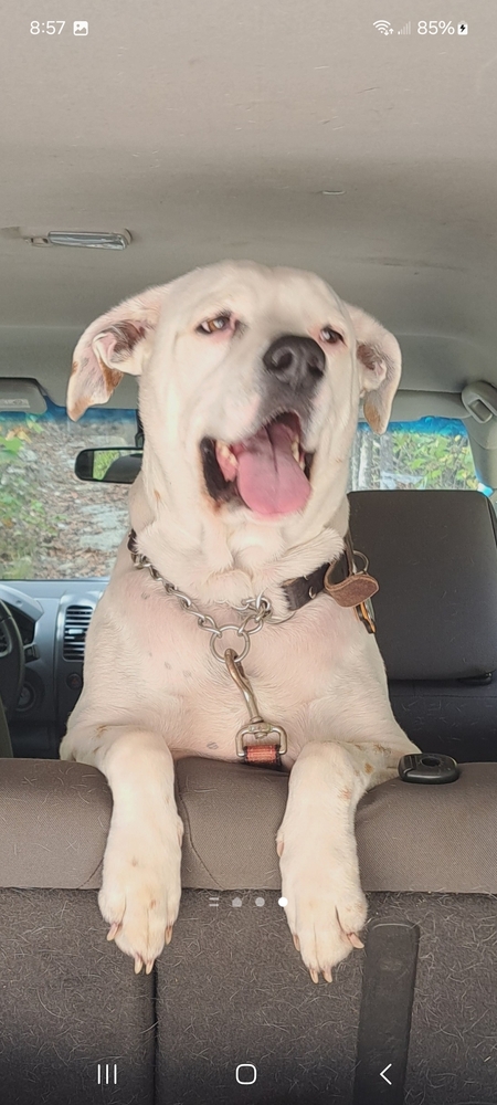 Entry image for Commander Spear . Clicking this image will show a larger photo