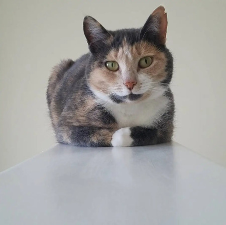 Entry image for Sunset. Clicking this image will show a larger photo