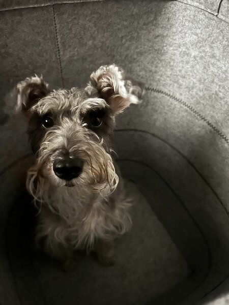 Entry image for Coco. Clicking this image will show a larger photo