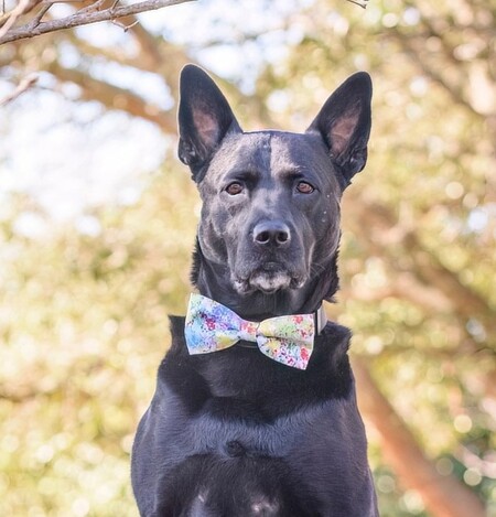 Entry image for Percy. Clicking this image will show a larger photo