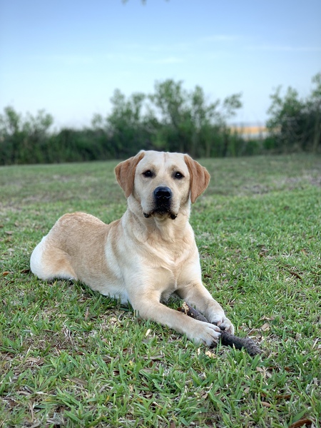 Entry image for Ducky. Clicking this image will show a larger photo