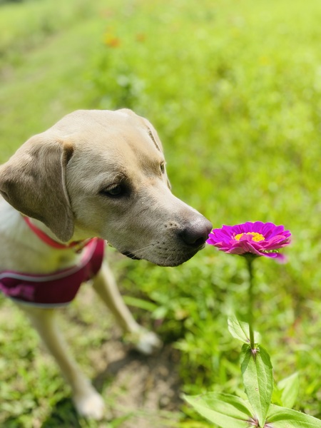 Entry image for Scarlett. Clicking this image will show a larger photo