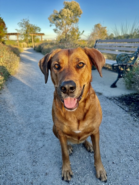 Entry image for Daisy. Clicking this image will show a larger photo