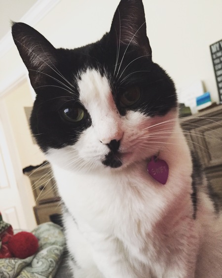 Entry image for Swift. Clicking this image will show a larger photo