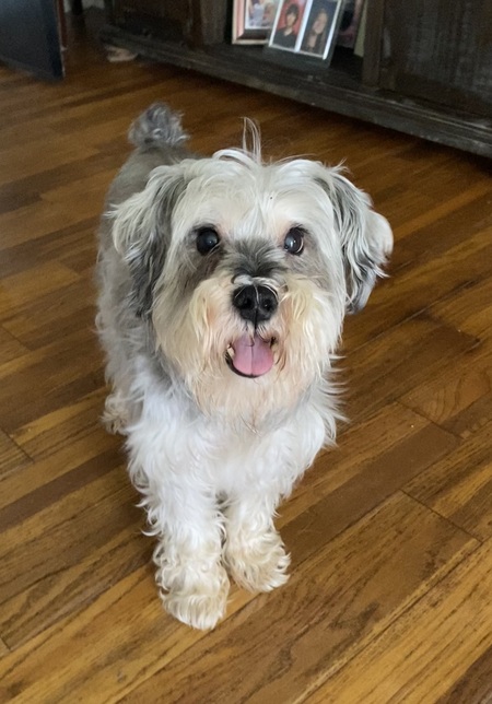 Entry image for Ollie. Clicking this image will show a larger photo