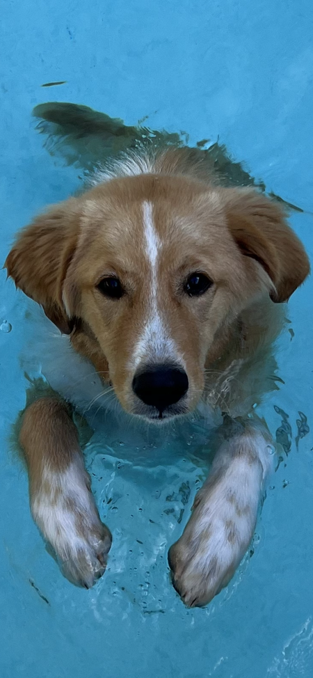 Entry image for Boo. Clicking this image will show a larger photo